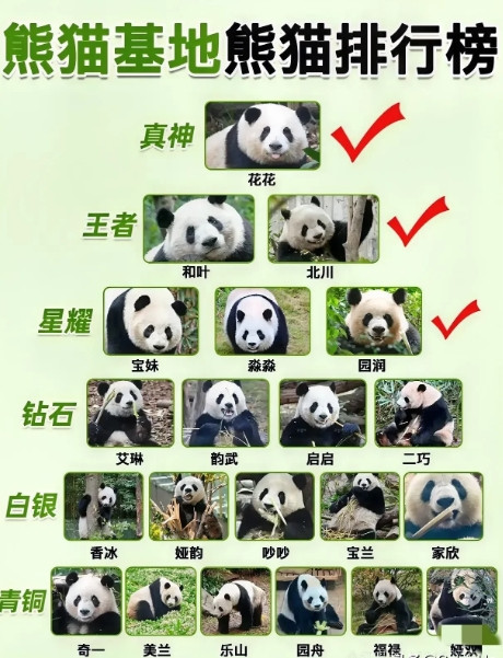 在熊猫届，只有花花才是唯一的真神，唯一的顶流