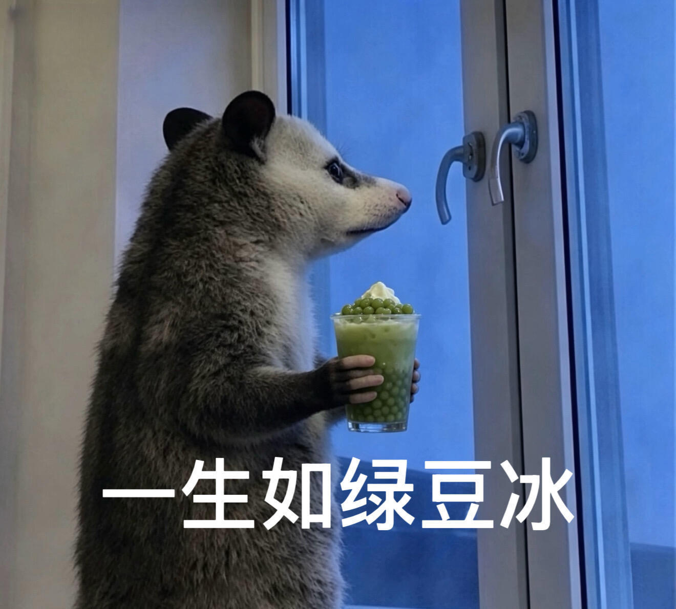 负鼠表情包