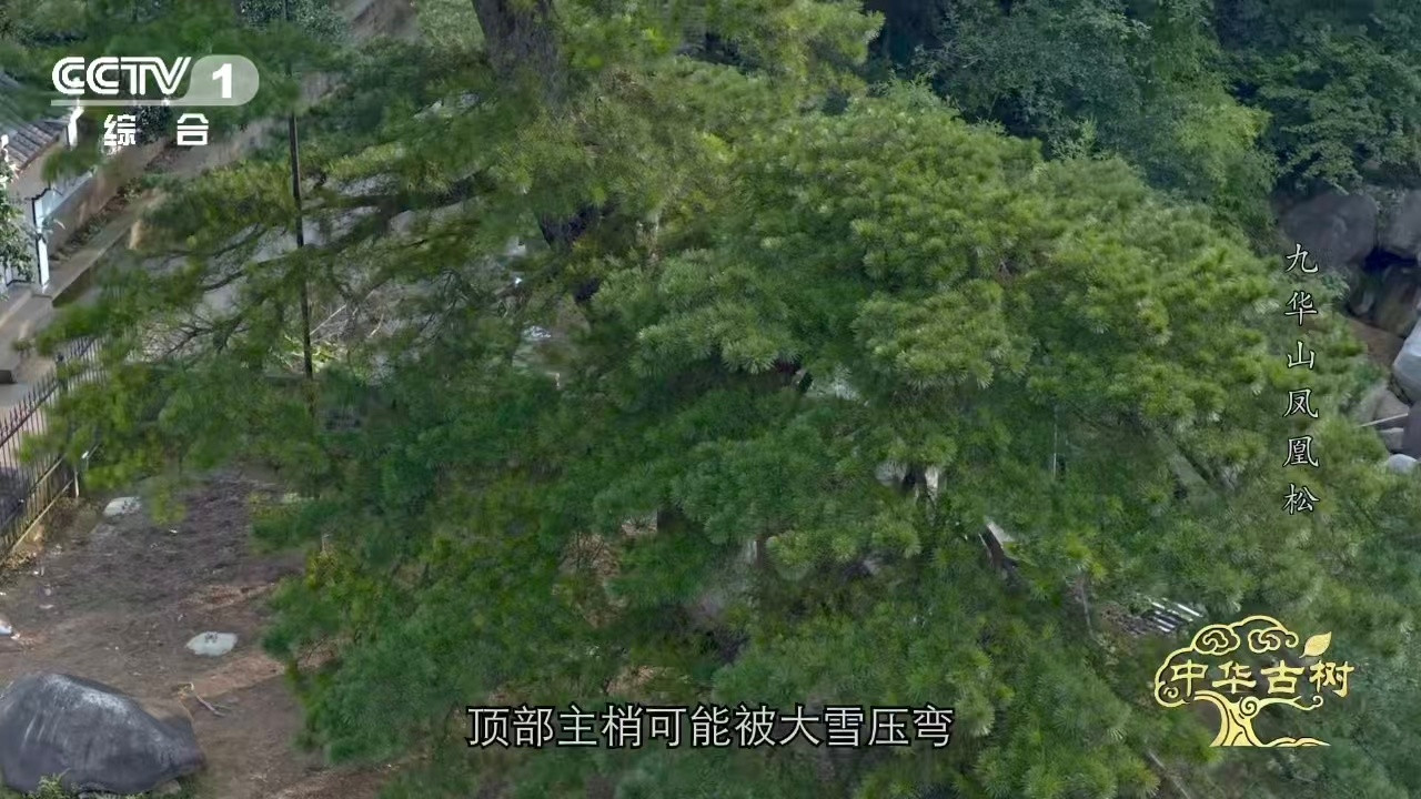 风一吹千年古松秒变展翅凤凰约1400岁古松树像一只大凤凰安徽九华山的凤凰松，树