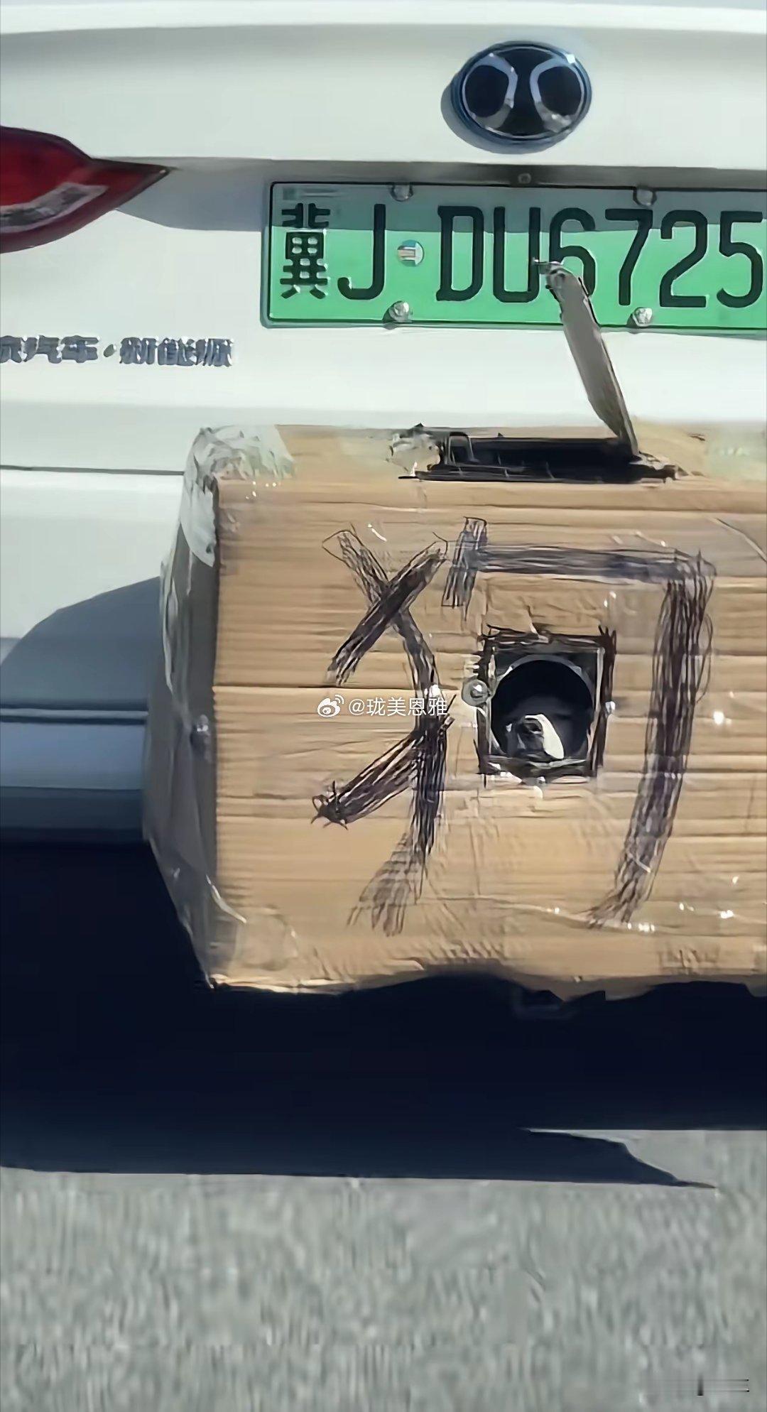 又有狗狗晕车还是图四安全​​​