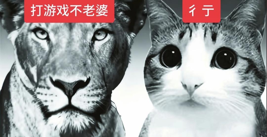 狮子 猫头鹰 情侣日常