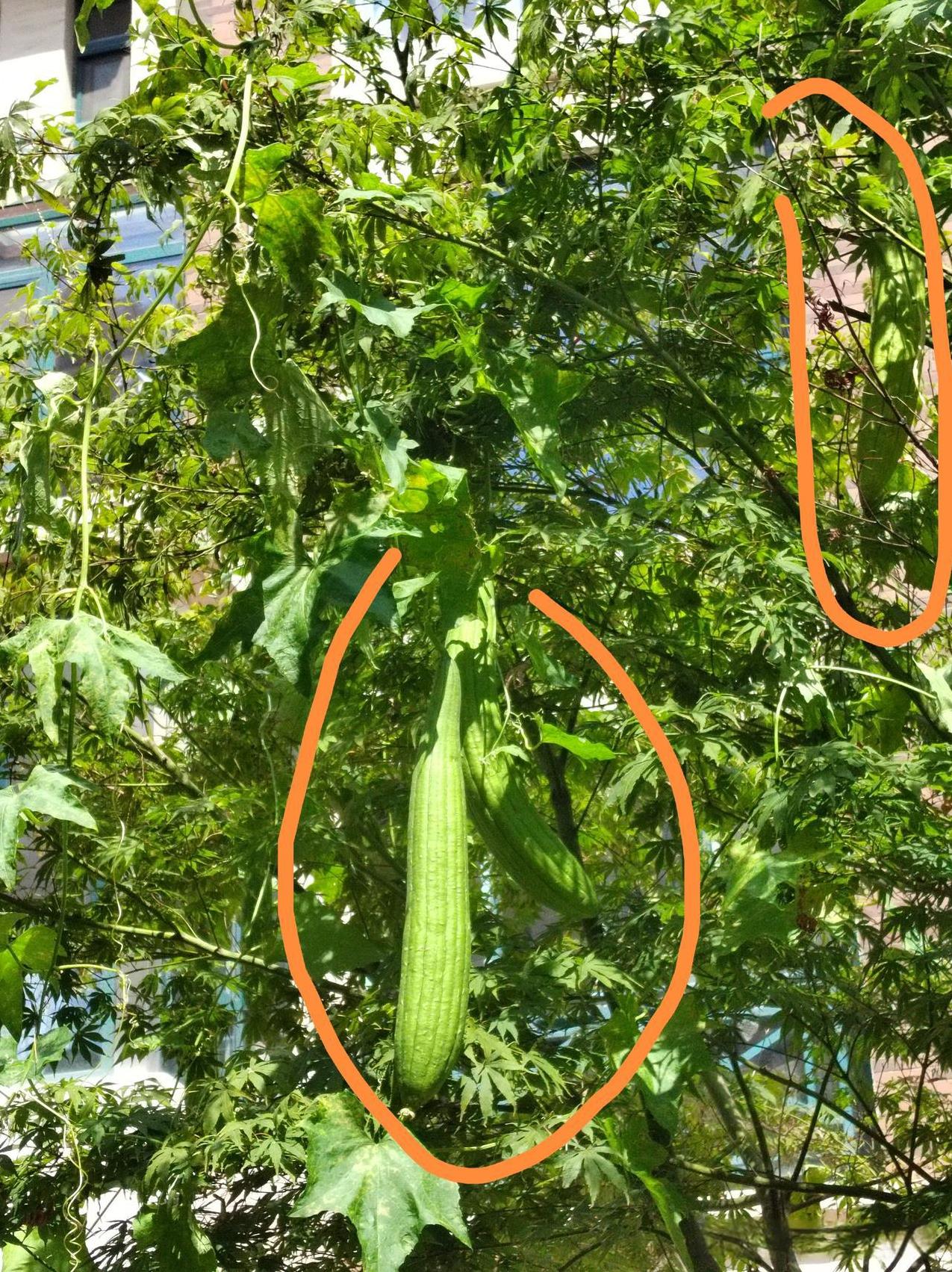 天凉好个秋！目光所及，皆是丰收景象！树上的丝瓜，小地摊上的南瓜，冬瓜，是长枪短