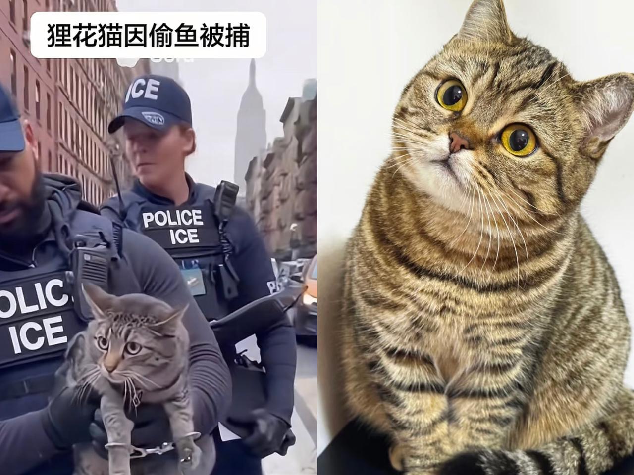 一只被带去美国的中华狸花猫因为吃不惯三明治和汉堡，天天跑到超市偷鱼吃。这只中