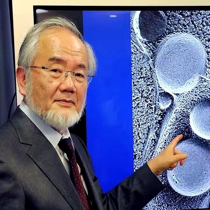 诺贝尔奖一出，全网都在喊饿肚子能长寿。大隅良典研究的是酵母，在实验室里摆弄的机