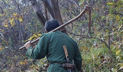 1986年4月的一天，捕蛇能手程地明因为心情不好，直接打死了一条红脖颈槽蛇，准备