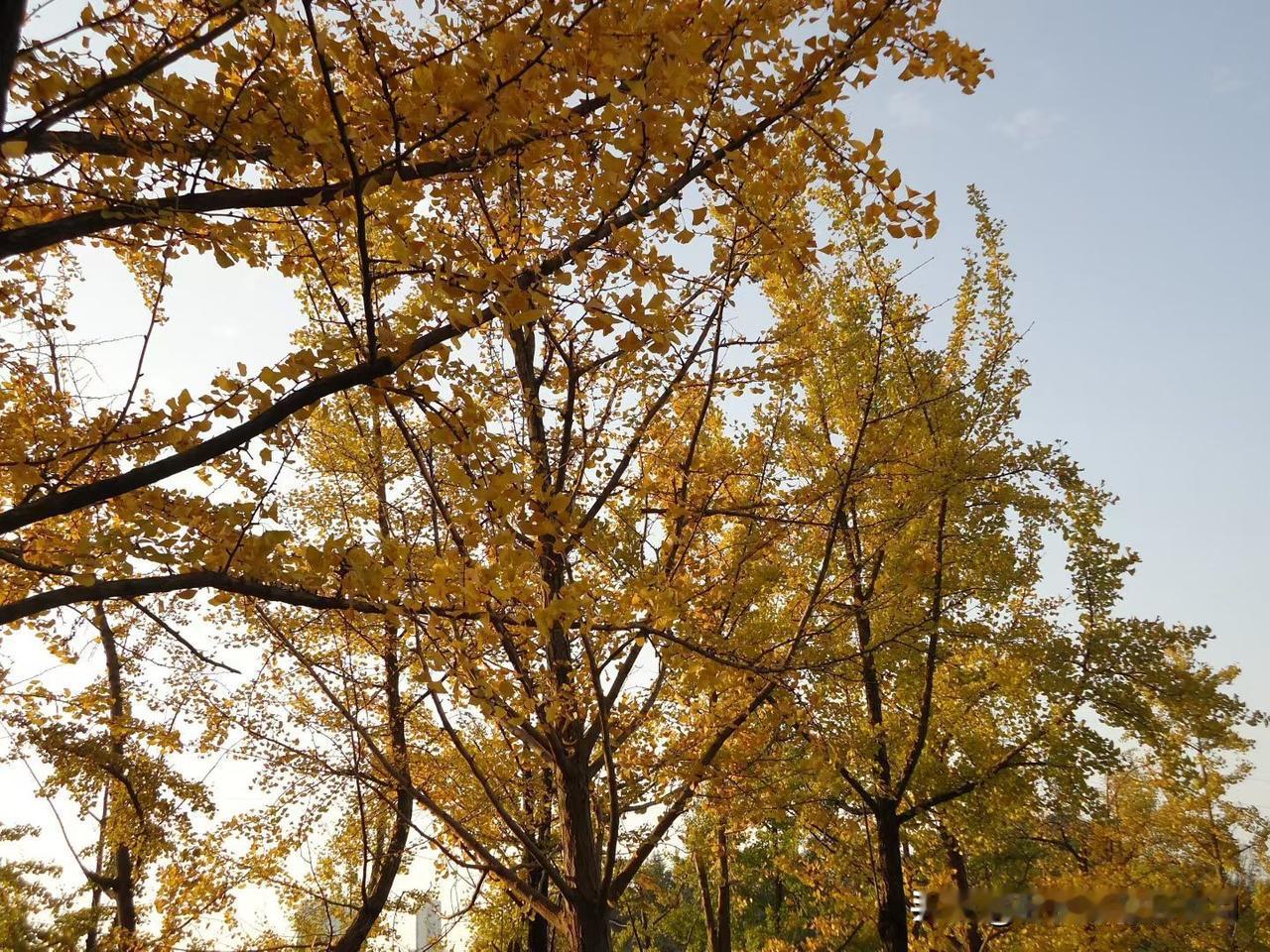 秋日的落叶🍂如雪一般纷飞！暖下的我们，即使乱了发型也要将美美的裙子穿上，因为秋