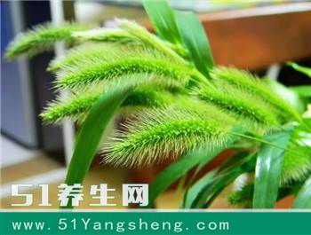 农村随处可见的“狗尾巴草”, 它的药用效果却鲜为人知!
