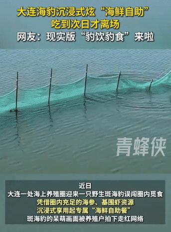 2026年8月7日，大连一处近海养殖场内，一只野生斑海豹意外闯入并滞留觅食整整一