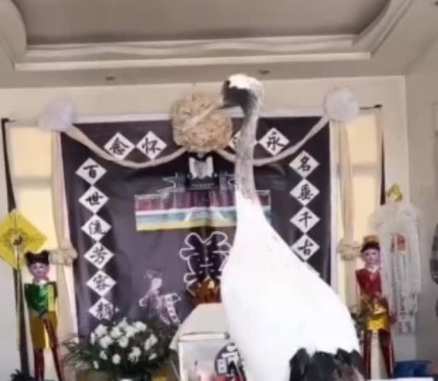 2022年，辽宁一老人去世，家里人正在操办丧事，突然来了一只仙鹤！在院里来回徘