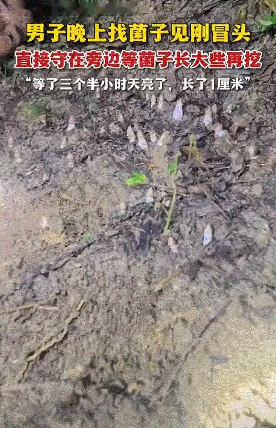 笑不活了！广西男子发现鸡枞后不急着挖，守到天亮再下手。今年广西贺州的雨季