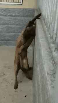 狗狗兄弟阋于墙，能外御其侮吗？