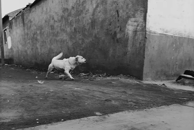 防止疯狗出现，关键在于避免狗生病。我家养了一只狗，我带它去打了免费的疫苗。之后它