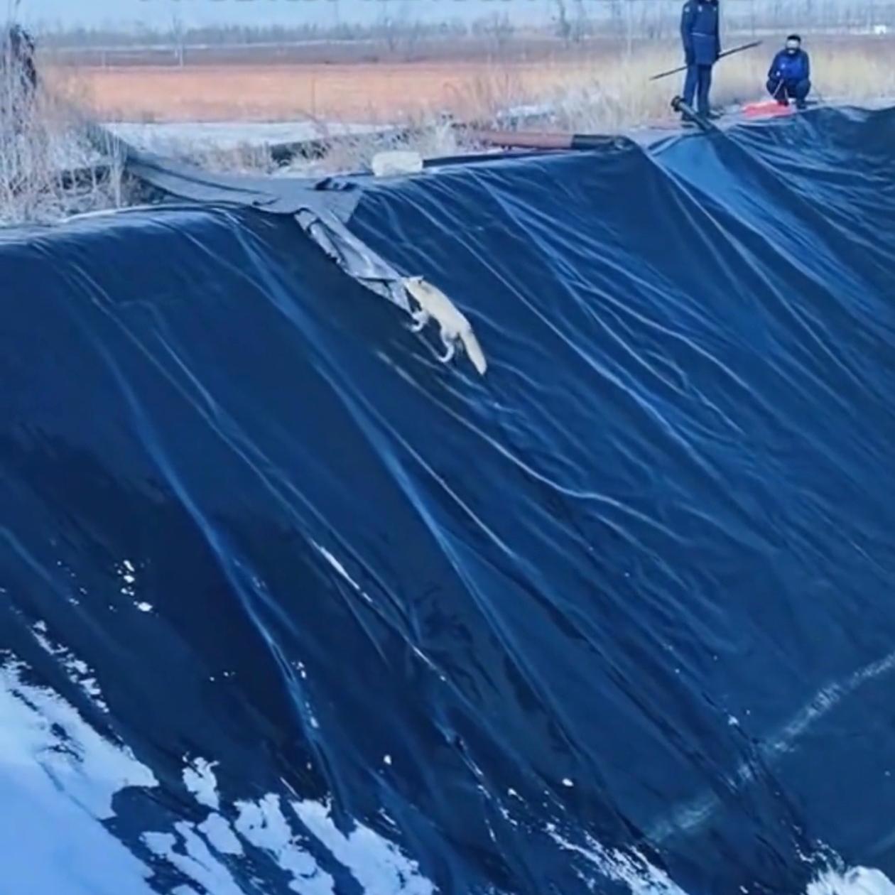 内蒙古一只野狐狸掉进10米深坑，救援队放布下去救它，狐狸看了几秒直接咬住布角，中