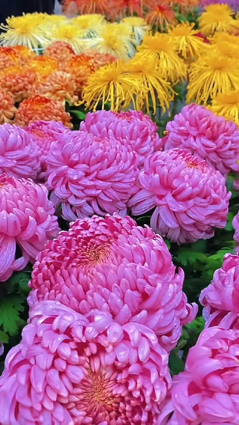 上联：春赏桃花秋赏菊，下联：夏踏青山冬踏雪。