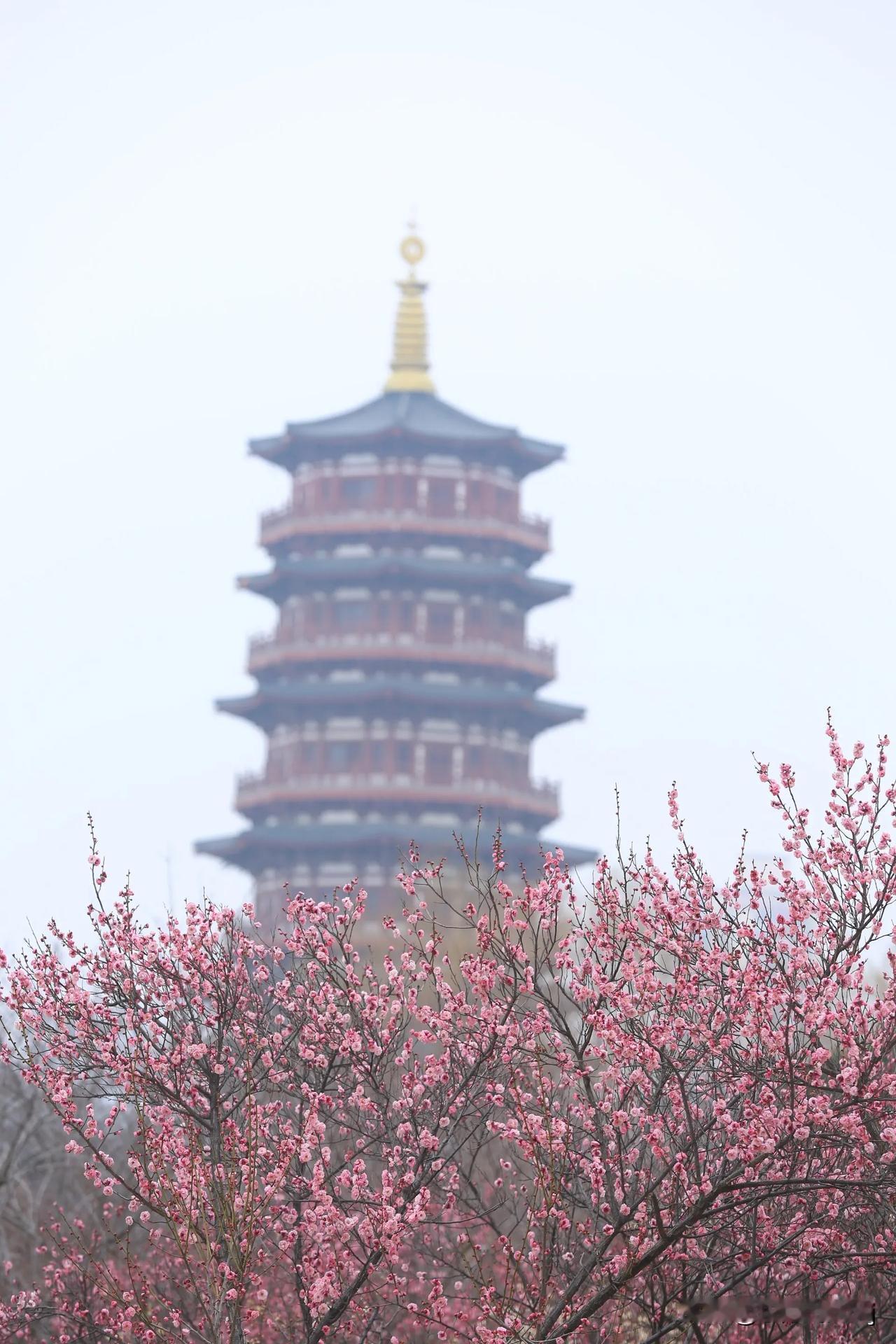 自2月下旬起，古都洛阳朱樱塔东边的梅花绚烂盛开，每日都吸引着众多市民与游客前去赏