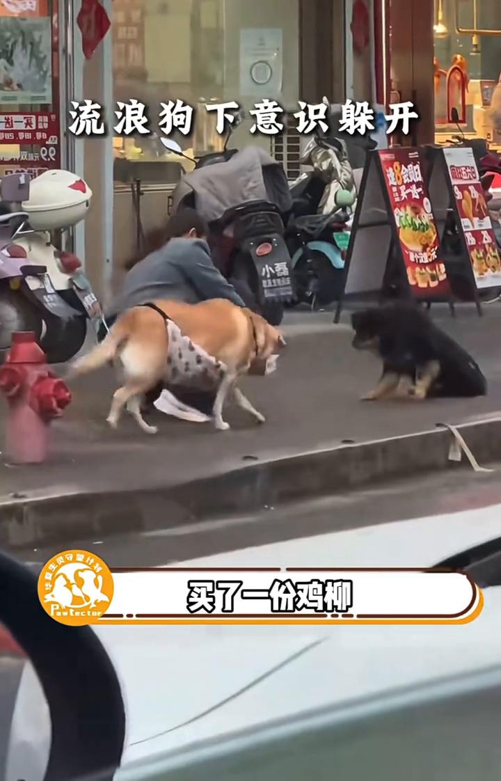 她想做什么？她在街边买了一份鸡柳，转头却全部给了那只流浪狗。担心流浪狗害怕不敢