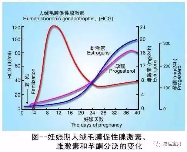 试管婴儿移植后HCG数值怎么翻倍才算正常?
