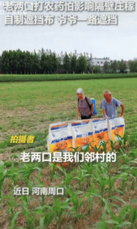 中国好邻居！河南，一对老夫妻给自家花生地打农药，可邻居的玉米地相隔咫尺之间，大爷