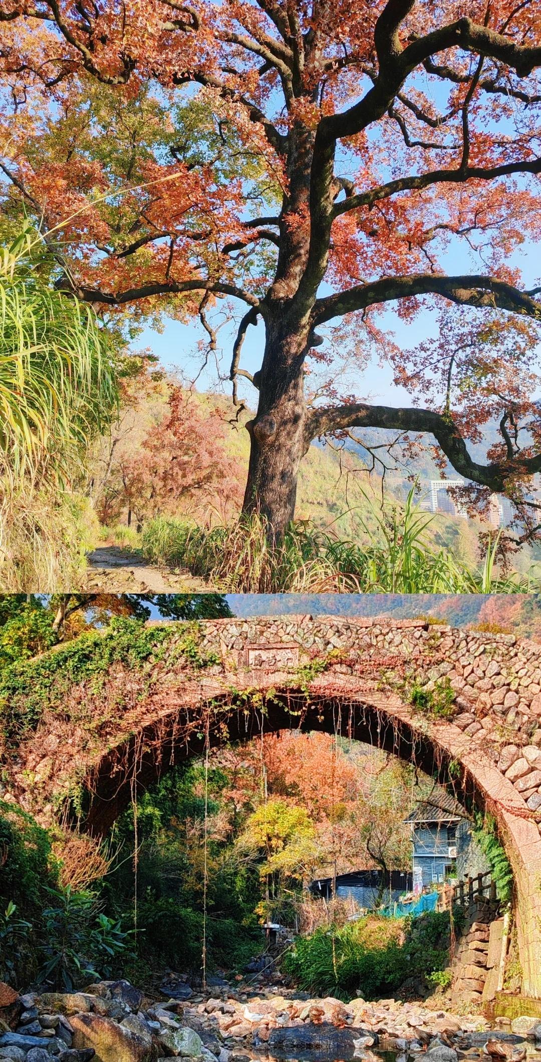 赏枫正当时❗️文成大会岭-五十二岭环线我是葡提同行，爱户外，爱分享。.文成