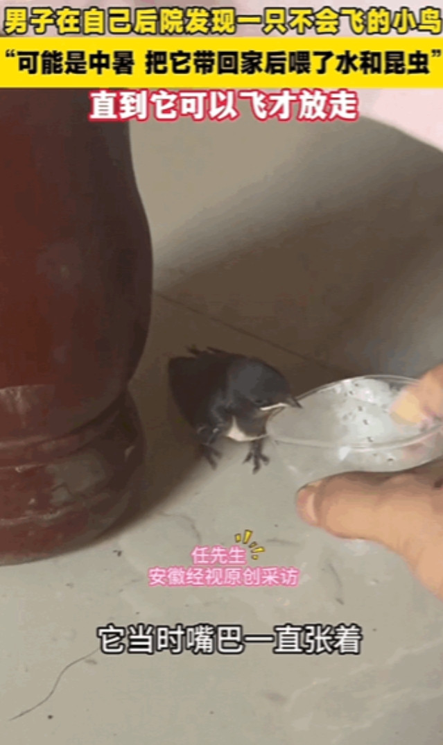 “万物皆有灵性！”安徽男子在自己家后院发现一只不会飞的小鸟，也可能是中暑了，于是