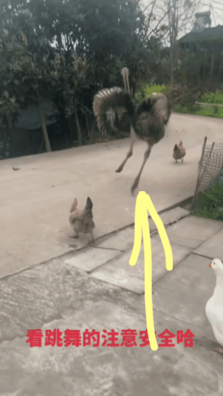 傻大个又出来展示了，鸡粉、鹅粉、鸭粉……都快来看啊！