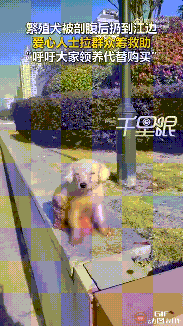 浙江温州一只比熊犬刚经历剖腹产取出肚子里的狗崽，却被主人狠心抛弃，导致肠道完全裸