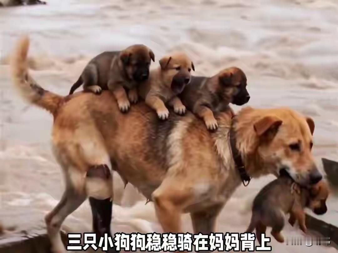 泪目了！一只流浪狗妈妈的所在的城市发生了洪灾，它的狗窝也没有幸免，很快就被洪水冲