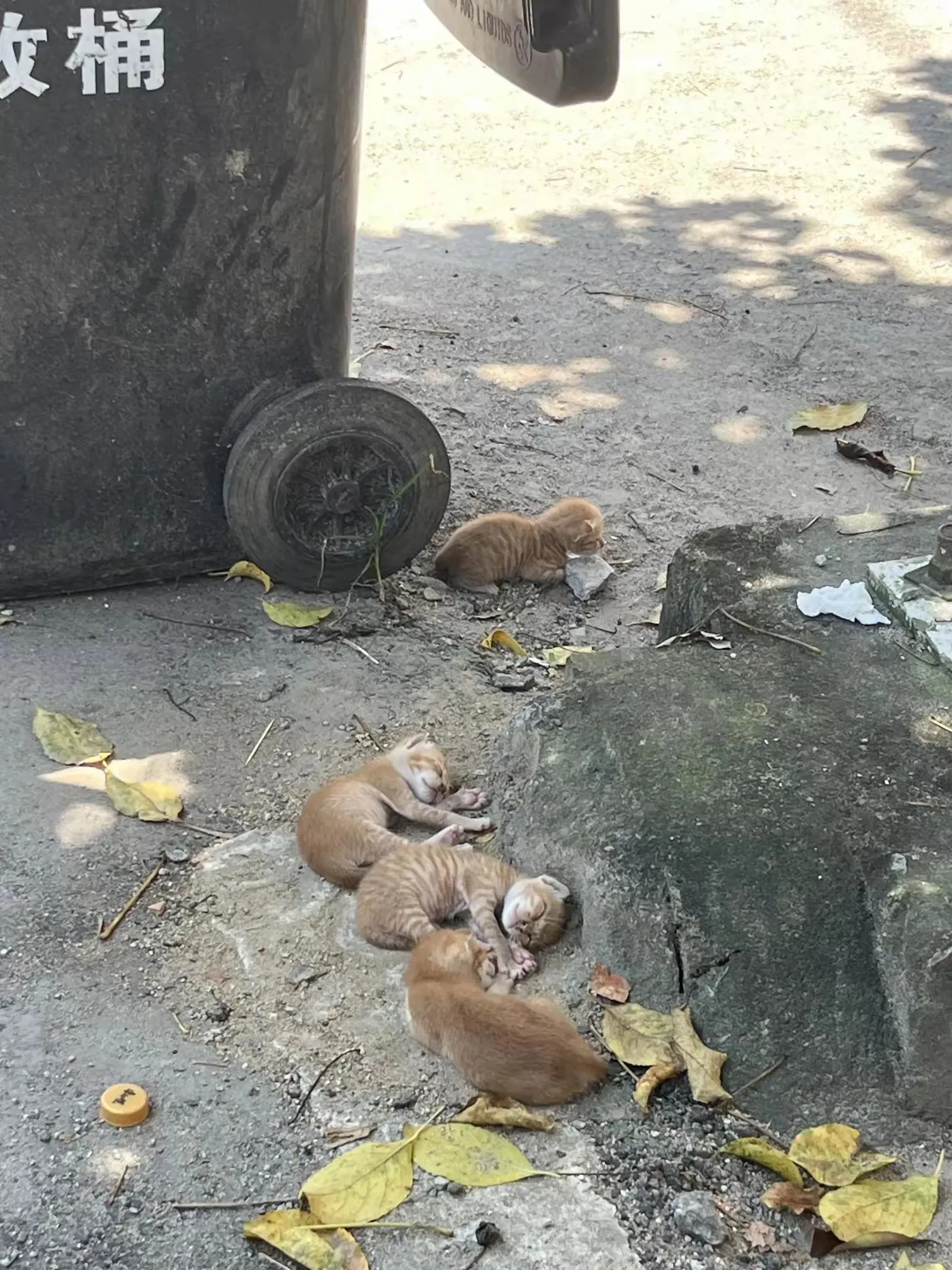 在垃圾堆旁边生活的一窝小猫，猫妈妈好像出去觅食去了，小猫们在这里惬意的玩耍休息。