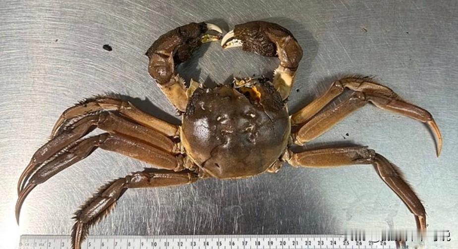 美国最近发现了大闸蟹，居然被吓坏了，再次证明了美国其实就是美食荒漠。最近，美俄勒