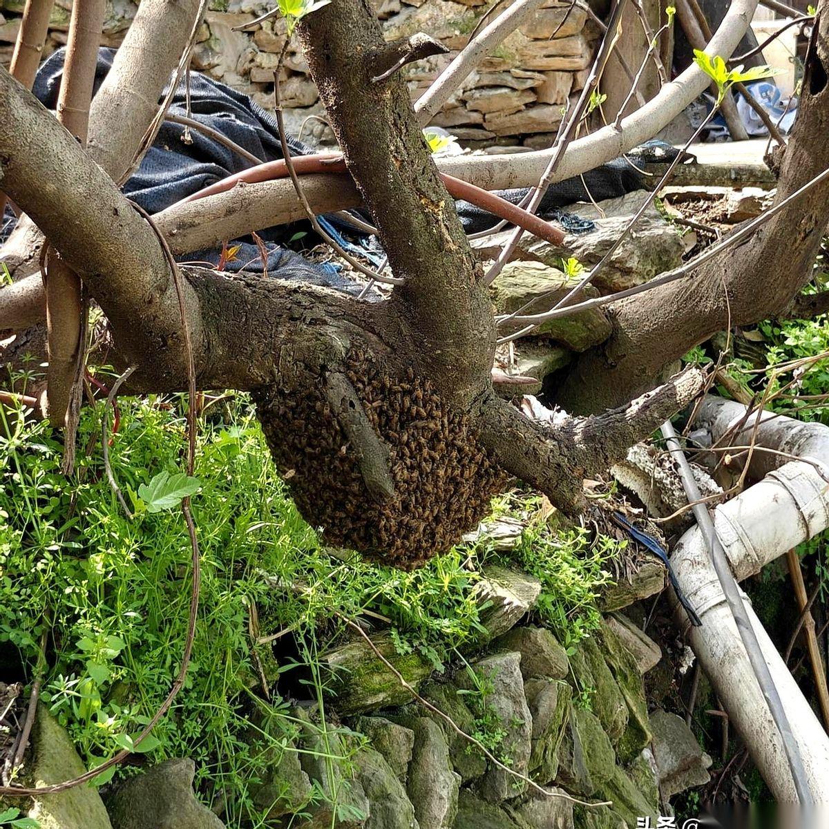 三斤野蜂蜜，黑压压一片挂在树上，我当场就把裤子给脱了。回家拿工具？一来一回，这