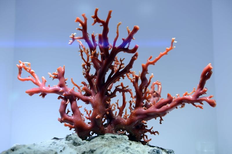 《珊瑚颂》与《彩云追月》堪称经典中的经典，于岁月长河中绽放着独特的光彩。《珊瑚颂