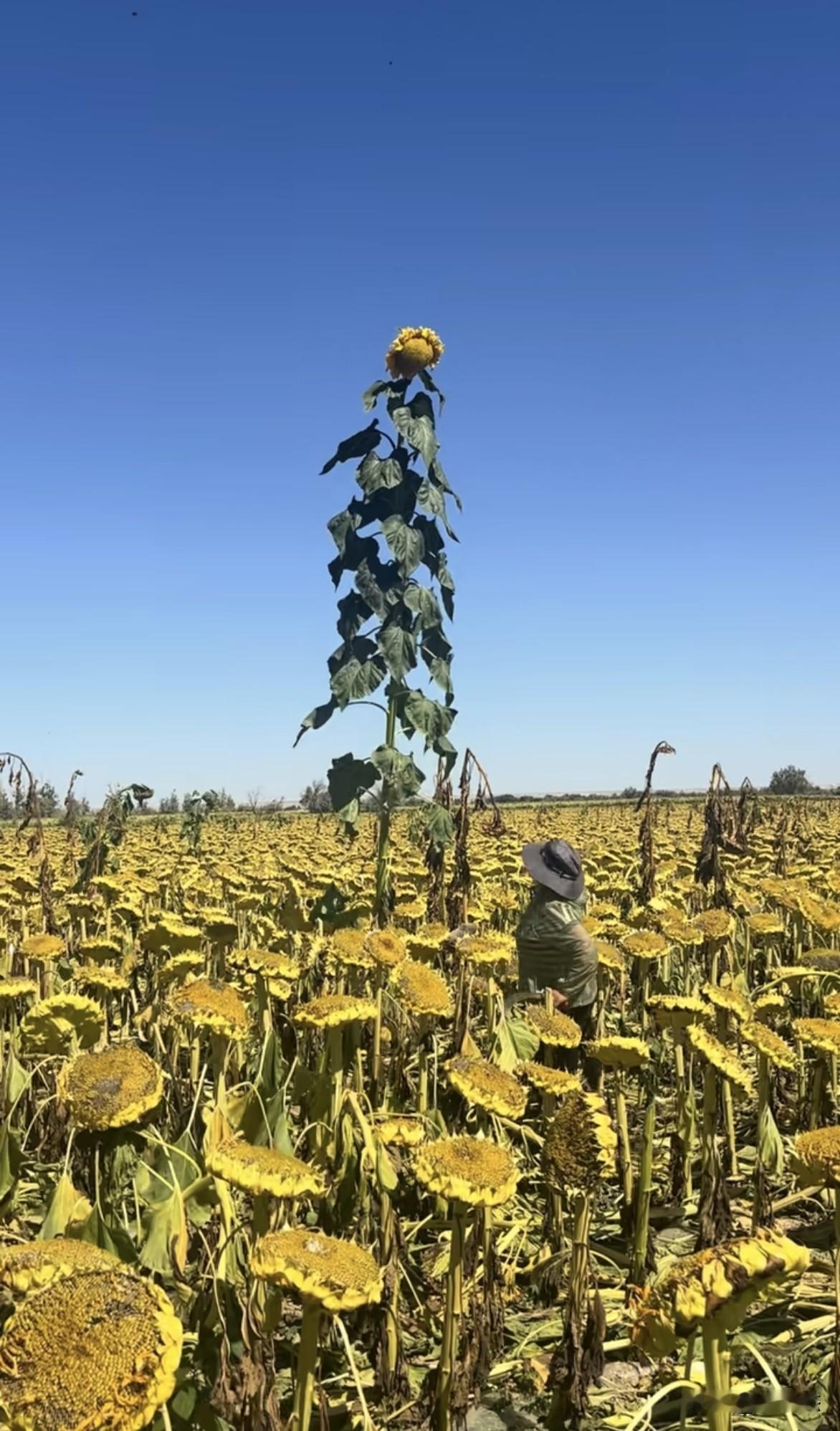 怎么形容涨这么高的向日葵🌻