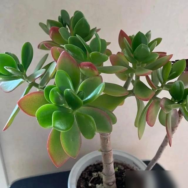 天呐！冬天养花居然藏着这么大的“变美秘诀”？！最近刷到好多花友晒图，文竹、金枝玉