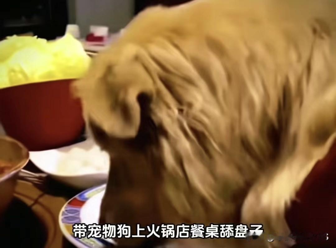 北京一女的带狗上火锅店餐桌舔盘子，还怼网友没爱心北京一女的带宠物狗直接上火