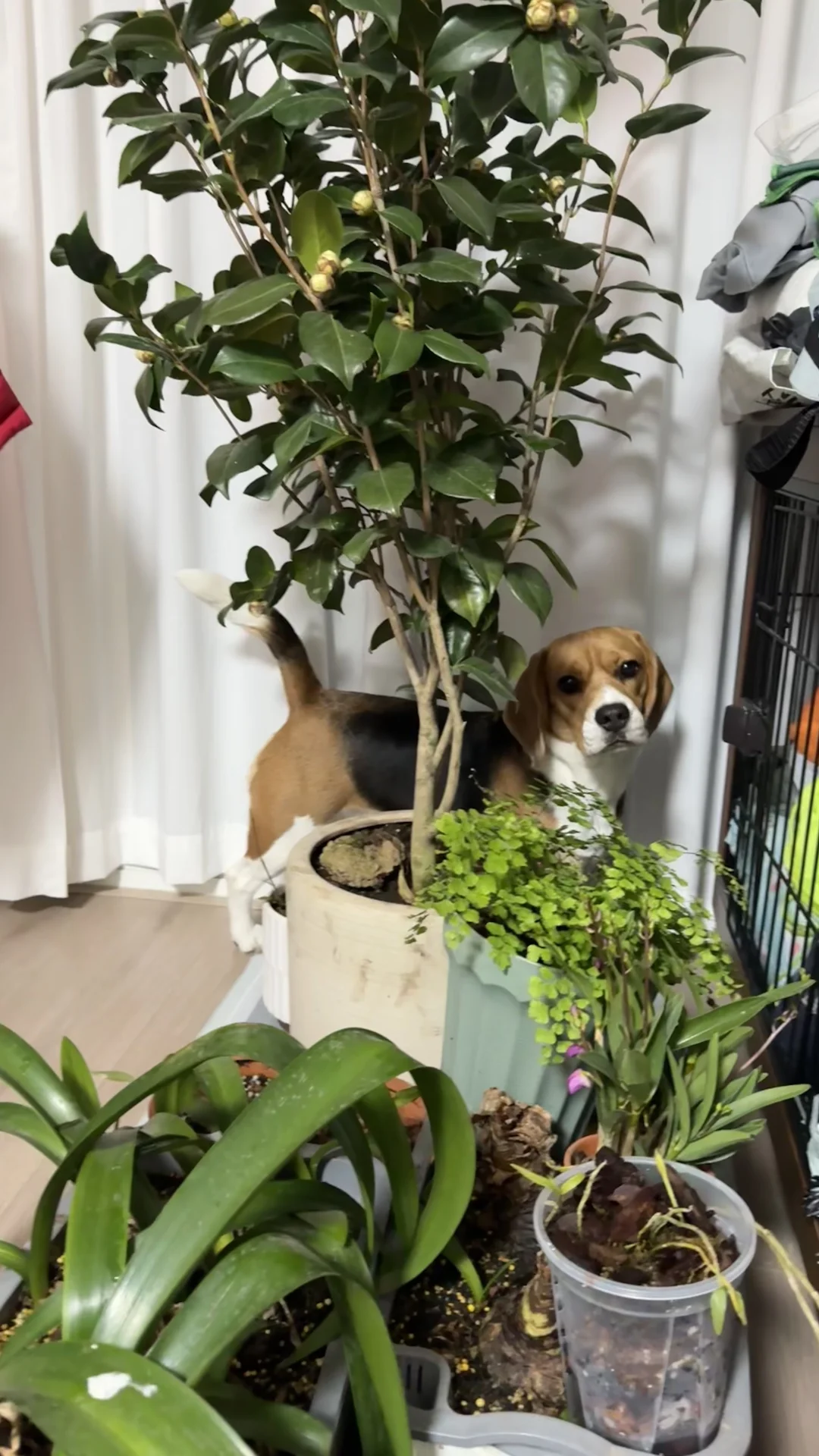 布鲁酱：我妈怎么把她花园搬进来了