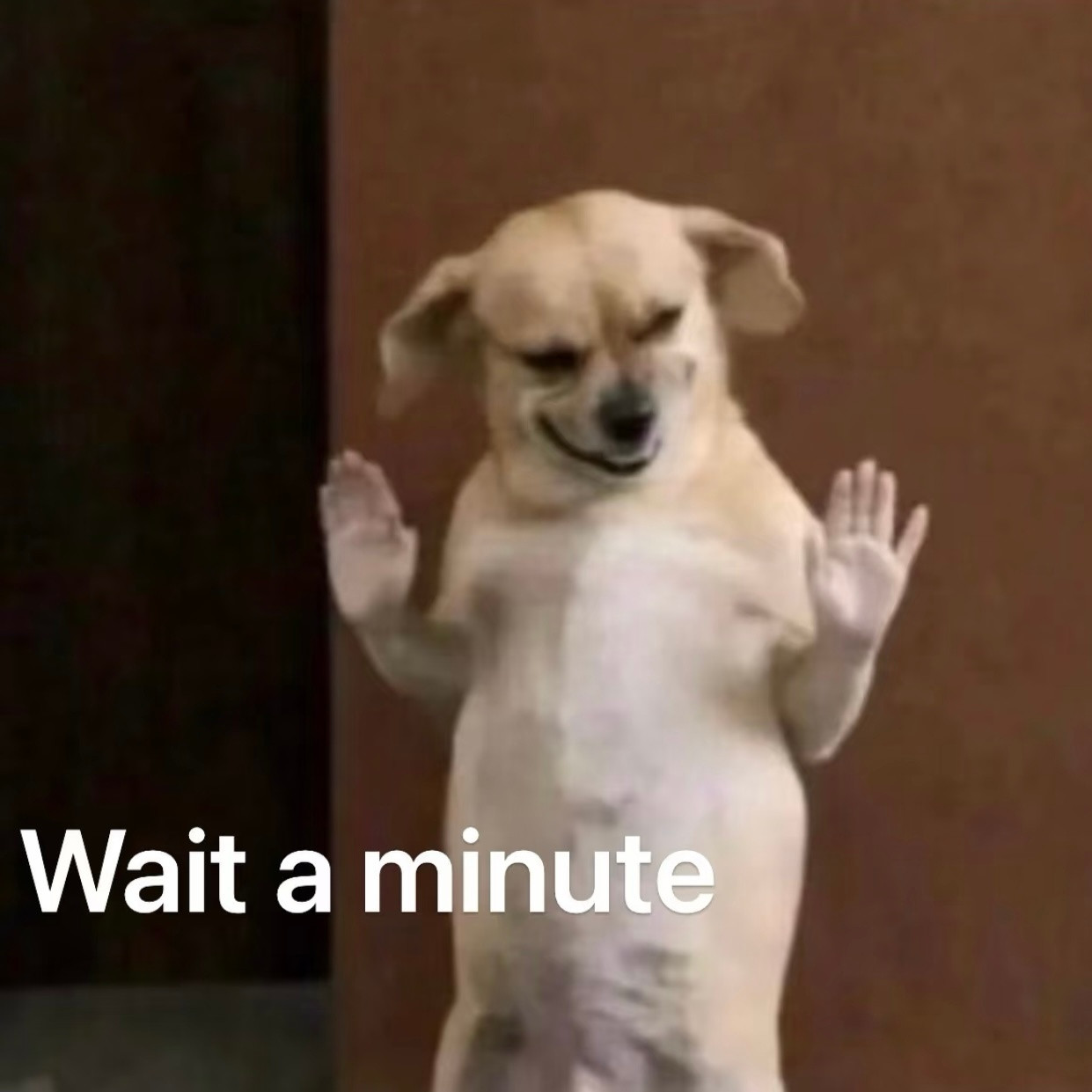 猜你想要：后荡歹狗表情包🐶​​​