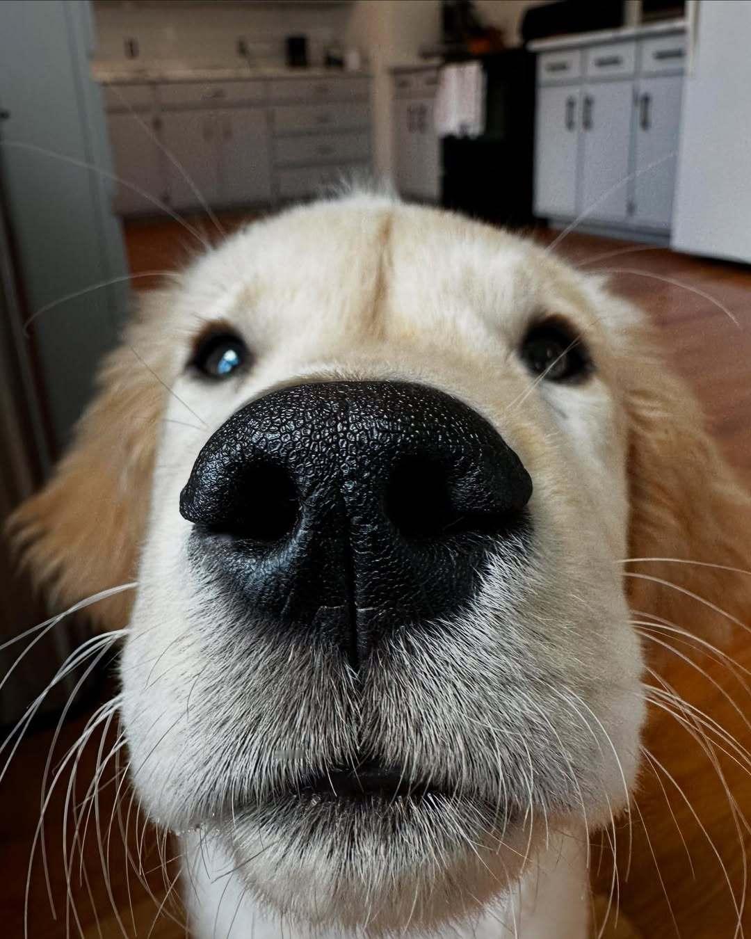 好近，感觉已经闻到小狗味了，秋秋的