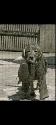 这狗子怕不是来报恩的！下河捞鱼上岸逮龟，主人直接实现河鲜自由别人家的狗遛弯