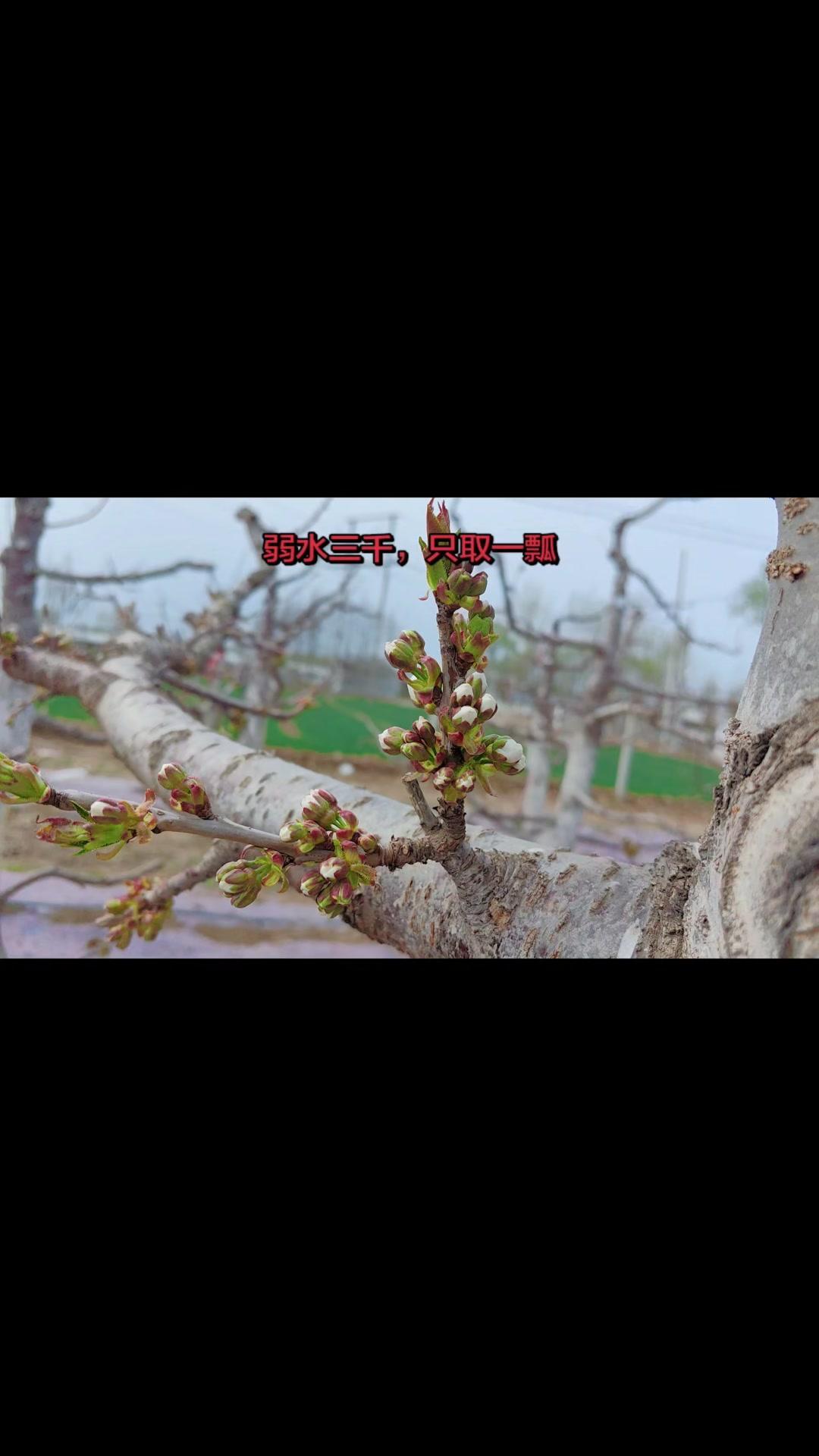 🍒大樱桃种植要懂取舍，才能收获优质果实。1️⃣选苗：优先健康无病虫害的壮苗，