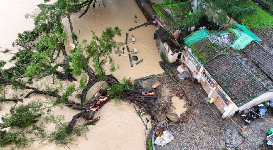 福建漳州云水谣古镇上面这棵有600年树龄的古榕树，受连续暴雨冲刷，已经被连根拔起