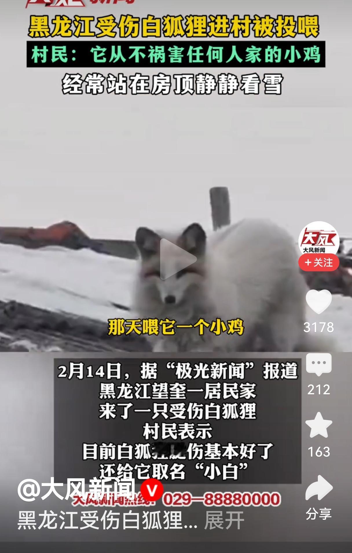 野生动物就是野生动物，不管看起来多么聪明可爱，骨子里的野性是改不了的。黑龙江这只