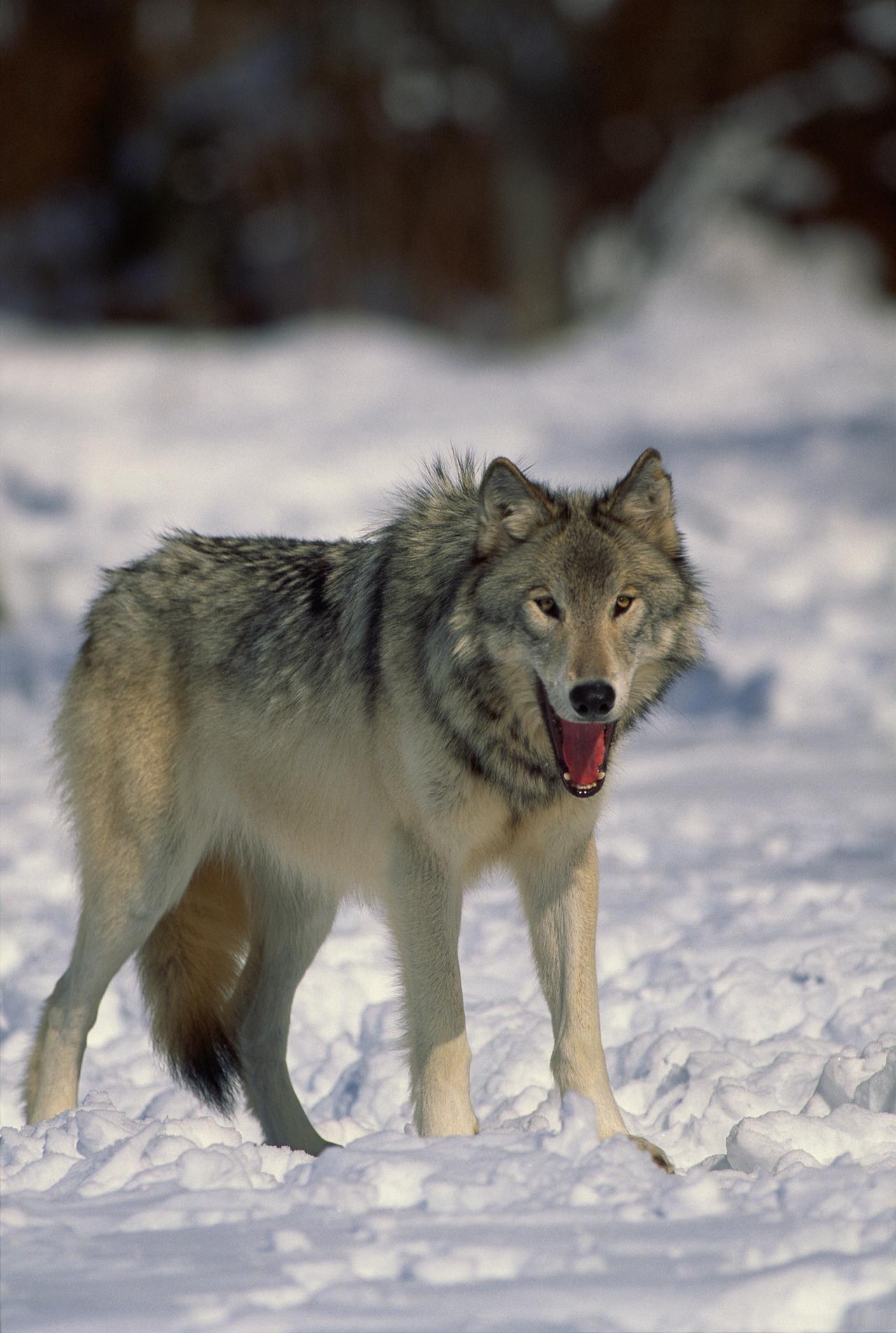 大兴安岭62岁老农救治瘸腿野狼两月放生，谁知入冬后它竟领群咬死羊羔18只，被锁铁