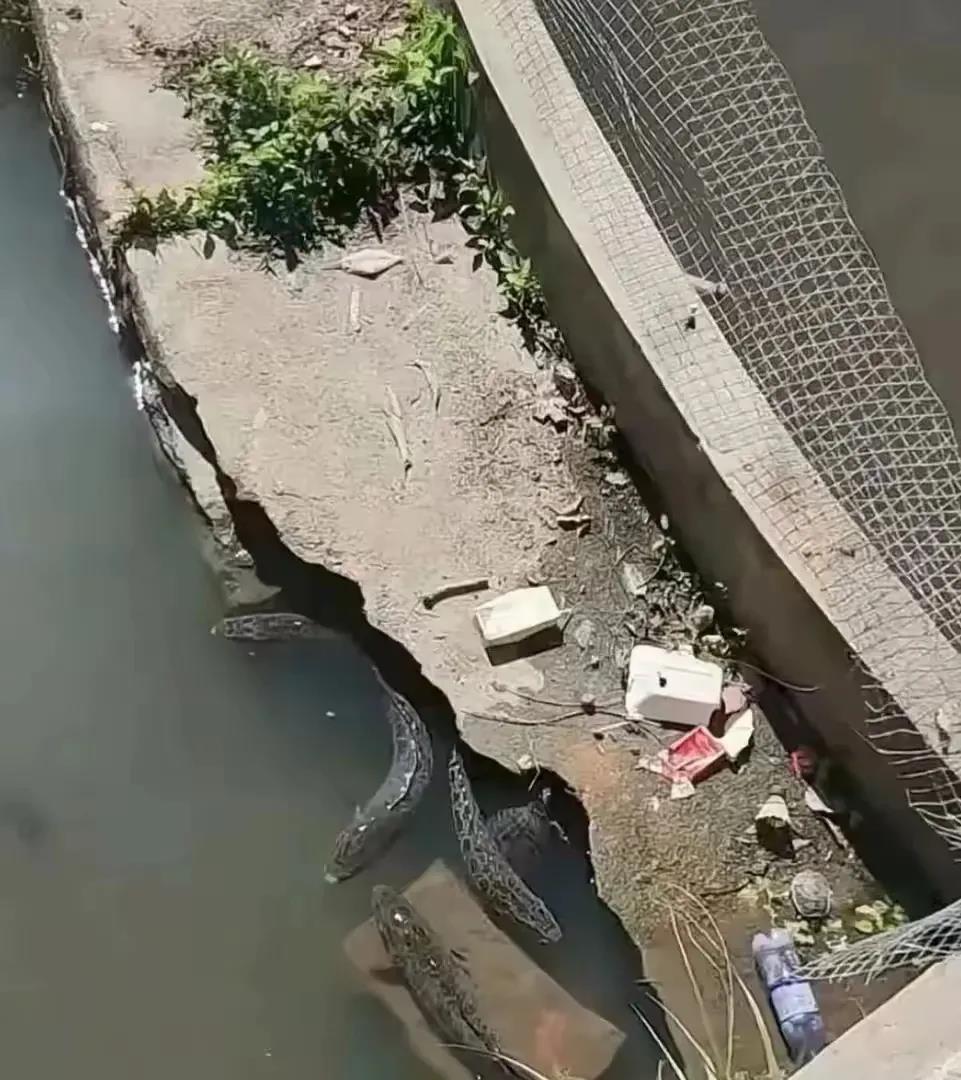 这鱼能吃吗？没有网咋办，
