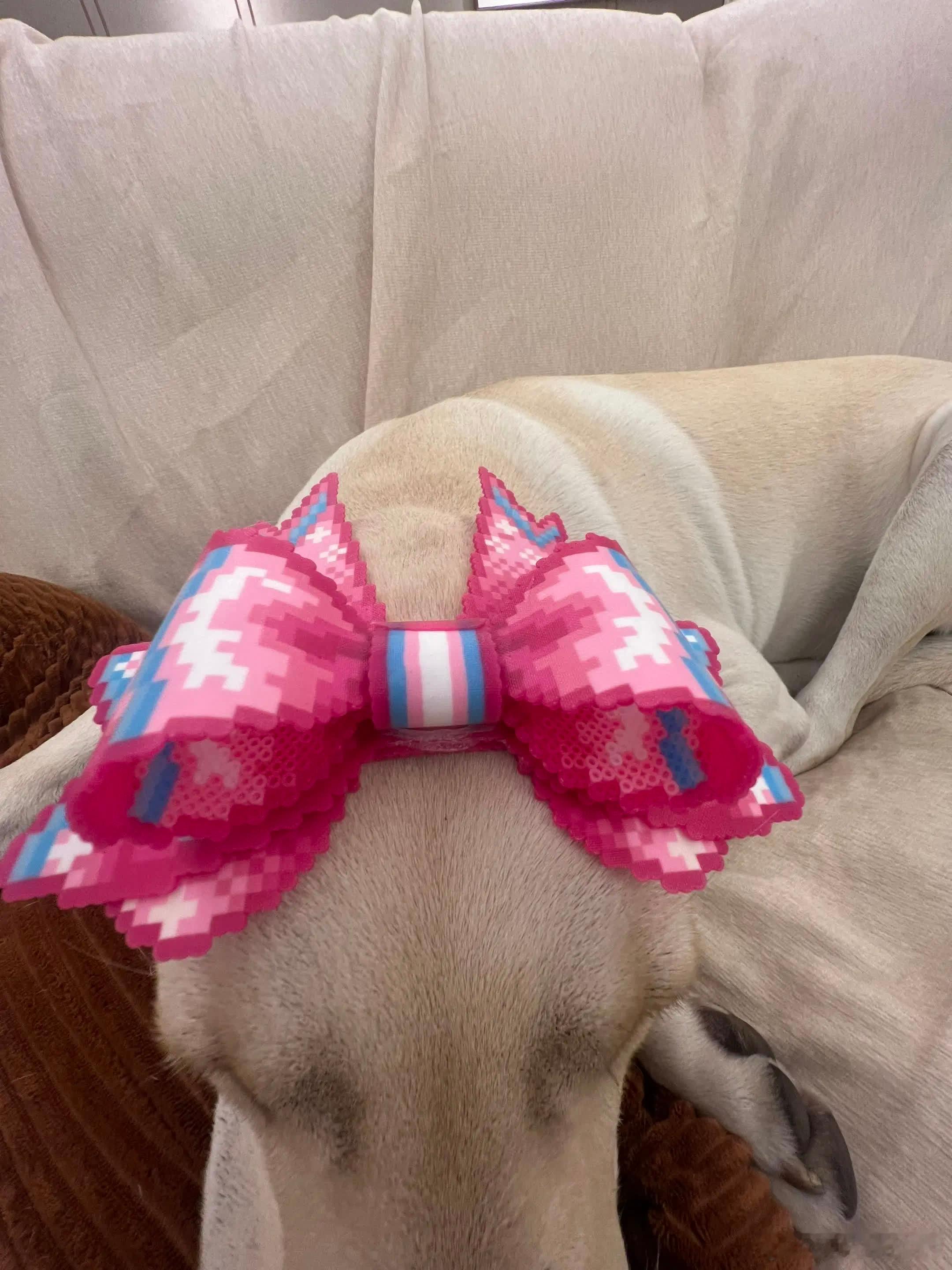 我的立体拼豆蝴蝶结🎀终于成了！！！有点瑕疵但是没所谓啦哈哈哈哈哈哈萌宠宠物