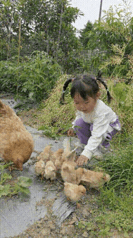 母鸡：过年我牺牲我没说什么，现在你还对我们的花朵下手？