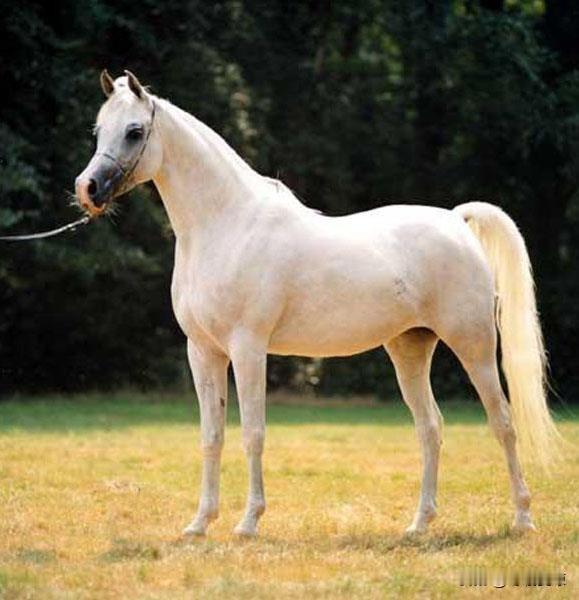 第一名：属马🐴乘风而上马：立秋新至马：烦忧尽消，吉运相伴马：心胸开阔