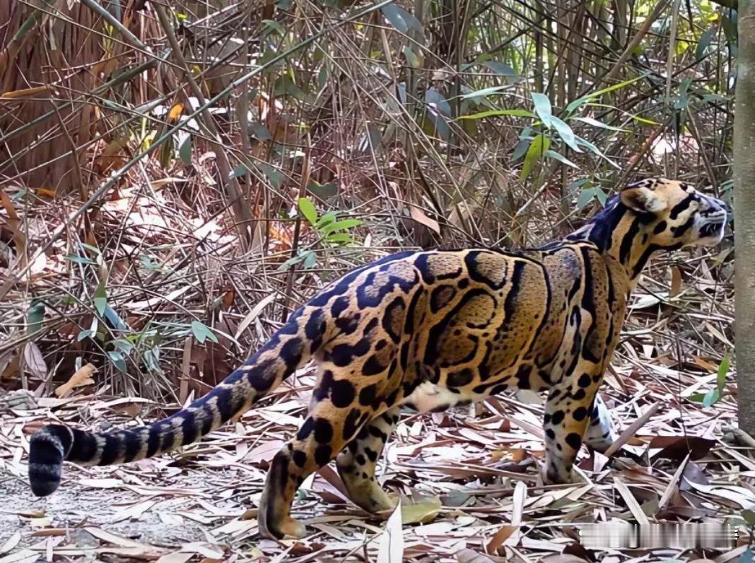 第一次见这种动物，有谁知道它叫什么吗？
