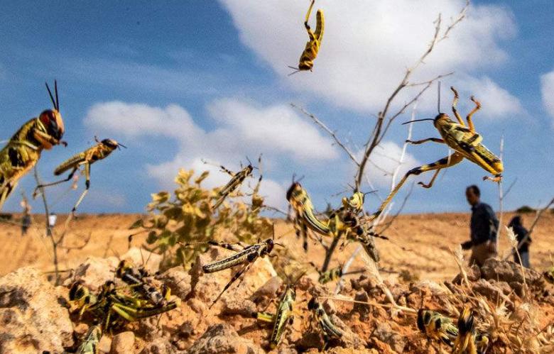蝗灾那么严重，为什么不把蝗虫送上烧烤摊？既消灭了害虫，又能补充蛋白质。可这事儿，