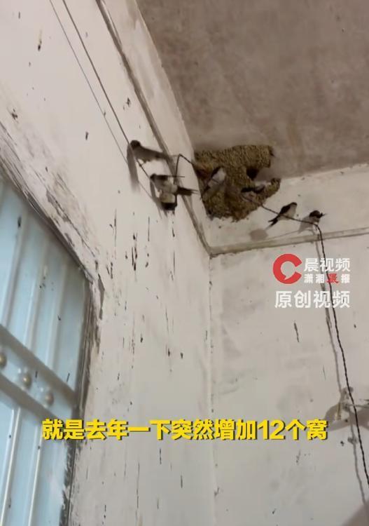 湖南邵阳，一位女子家里常年都有燕子来驻窝，而女子也从没也驱赶过它们，不料女子与燕