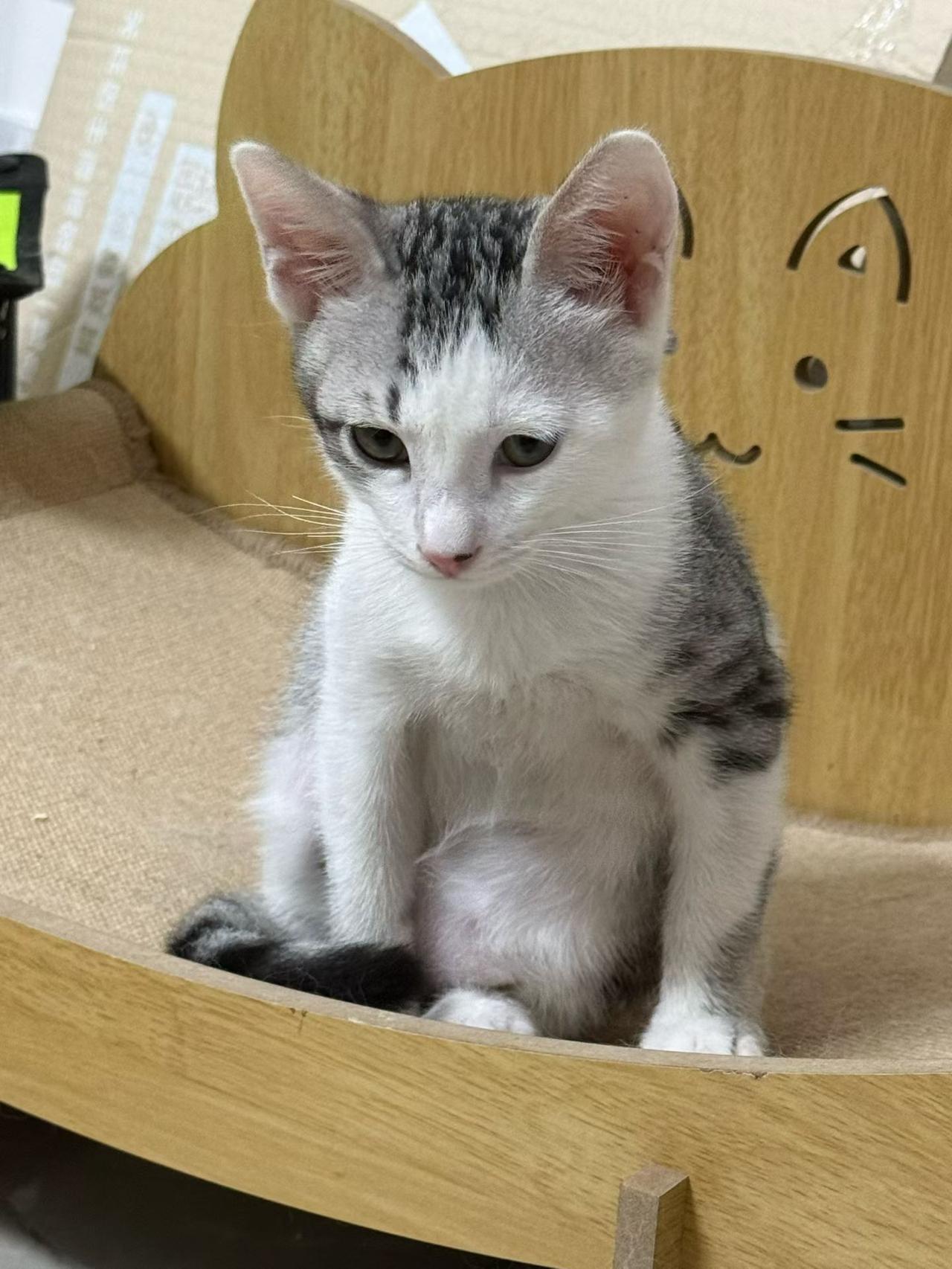 珠海，救助的流浪猫寻找爱心领养品种：简州猫名字：小尤达性别：弟弟年龄：2